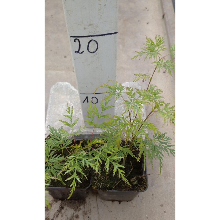 Klon palmowy 'Emerald Lace' – sadzonka 150–200 cm, efektowny liść, odbiór osobisty