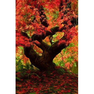 Klon palmowy 'Emerald Lace' – egzotyczna koronka do ogrodu, sadzonka 20–30 cm