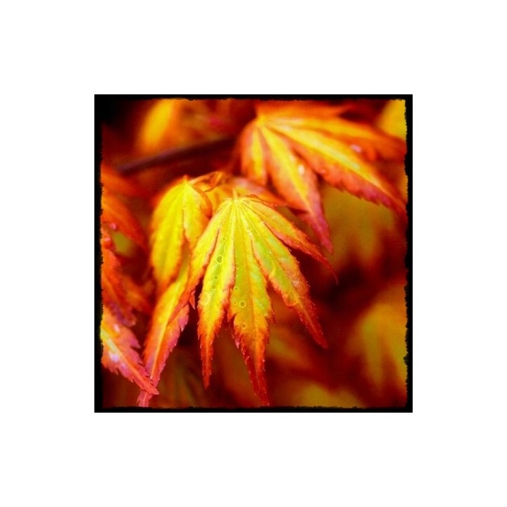 Klon palmowy 'Emerald Lace' – egzotyczna koronka do ogrodu, sadzonka 20–30 cm