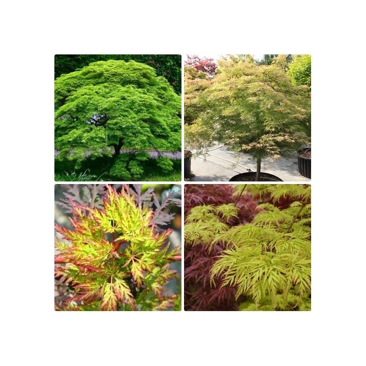 Klon palmowy 'Emerald Lace' – sadzonka 150–200 cm, efektowny liść, odbiór osobisty