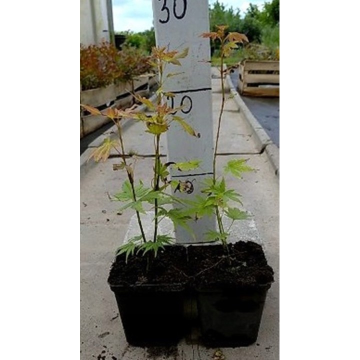 Klon palmowy 'Emerald Lace' – egzotyczna koronka do ogrodu, sadzonka 20–30 cm