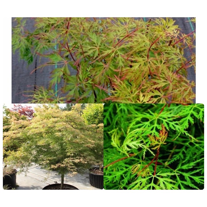 Klon palmowy 'Emerald Lace' – sadzonka 150–200 cm, efektowny liść, odbiór osobisty