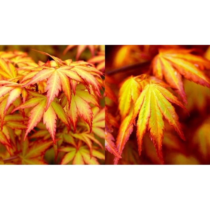 Klon palmowy 'Emerald Lace' – egzotyczna koronka do ogrodu, sadzonka 20–30 cm