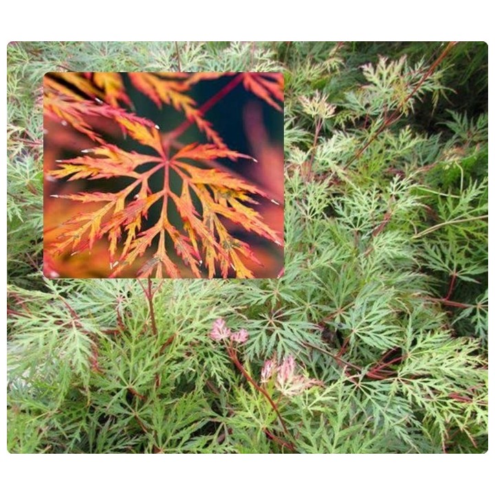 Klon palmowy 'Emerald Lace' – sadzonka 150–200 cm, efektowny liść, odbiór osobisty