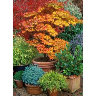 Klon palmowy 'Katsura' – sadzonka o pomarańczowych liściach, idealna do donicy