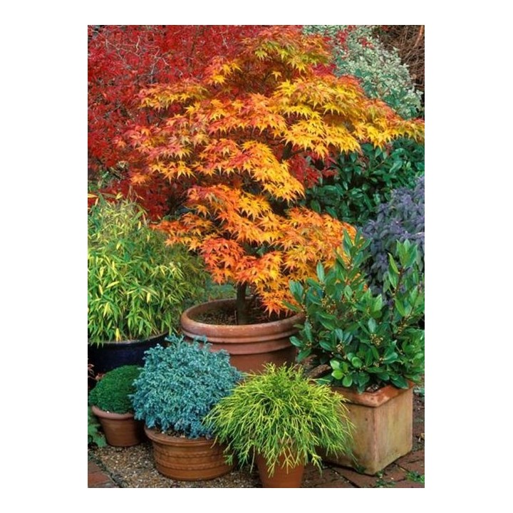 Klon palmowy 'Katsura' – sadzonka o pomarańczowych liściach, idealna do donicy