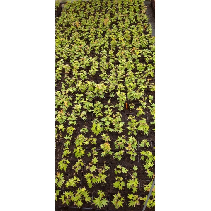 Klon palmowy 'Emerald Lace' – egzotyczna koronka do ogrodu, sadzonka 20–30 cm