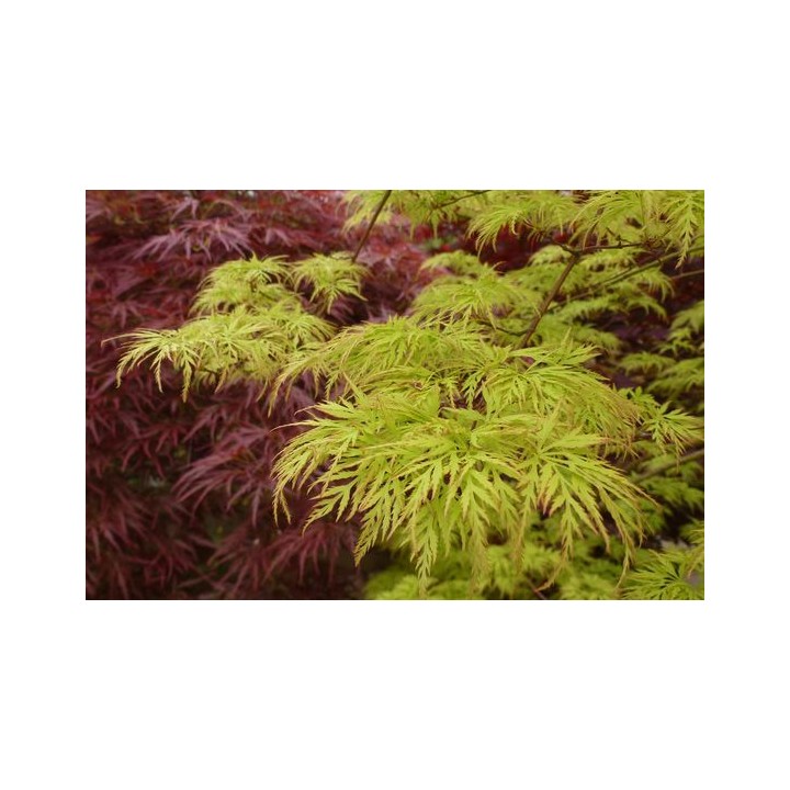 Klon palmowy 'Emerald Lace' – sadzonka 150–200 cm, efektowny liść, odbiór osobisty