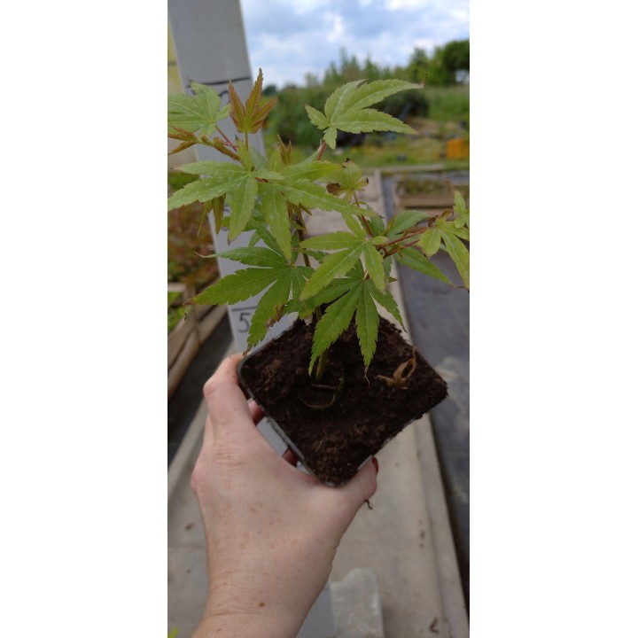 Klon palmowy 'Katsura' – sadzonka o pomarańczowych liściach, idealna do donicy