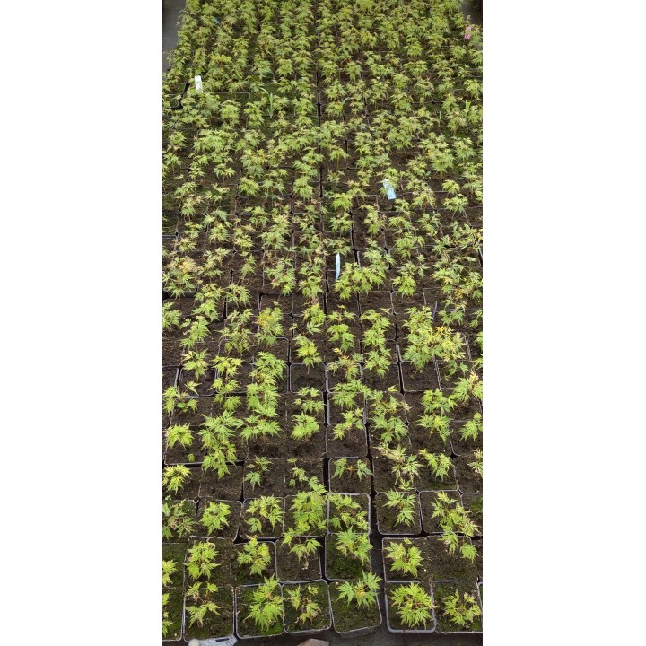 Klon palmowy 'Emerald Lace' – sadzonka 150–200 cm, efektowny liść, odbiór osobisty