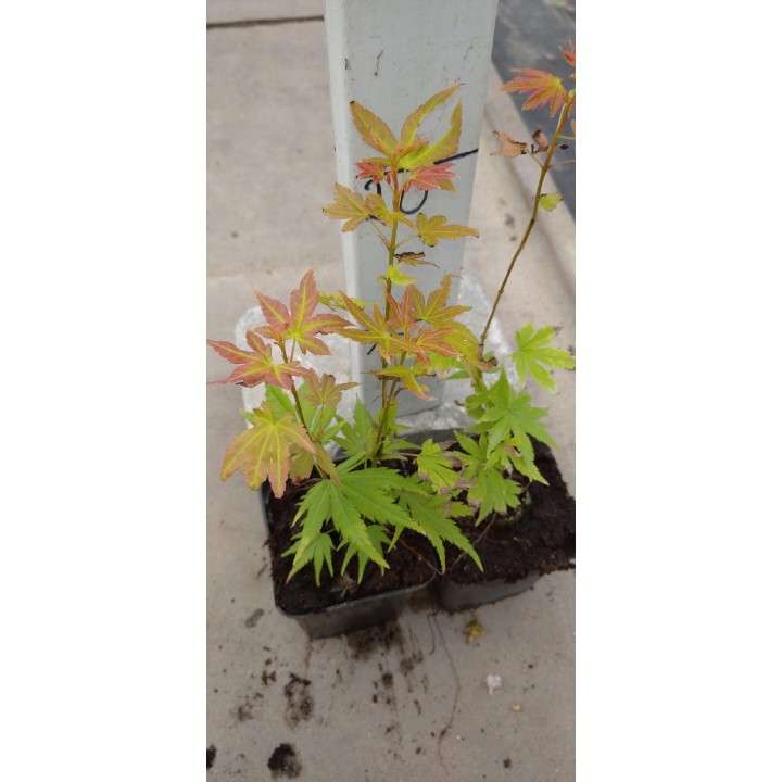 Klon palmowy 'Emerald Lace' – egzotyczna koronka do ogrodu, sadzonka 20–30 cm