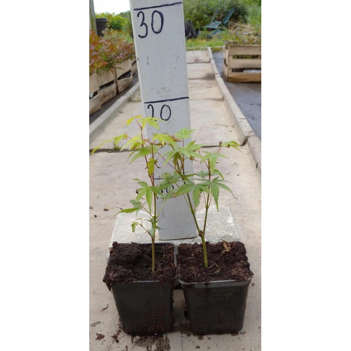 Klon palmowy 'Katsura' – sadzonka o pomarańczowych liściach, idealna do donicy