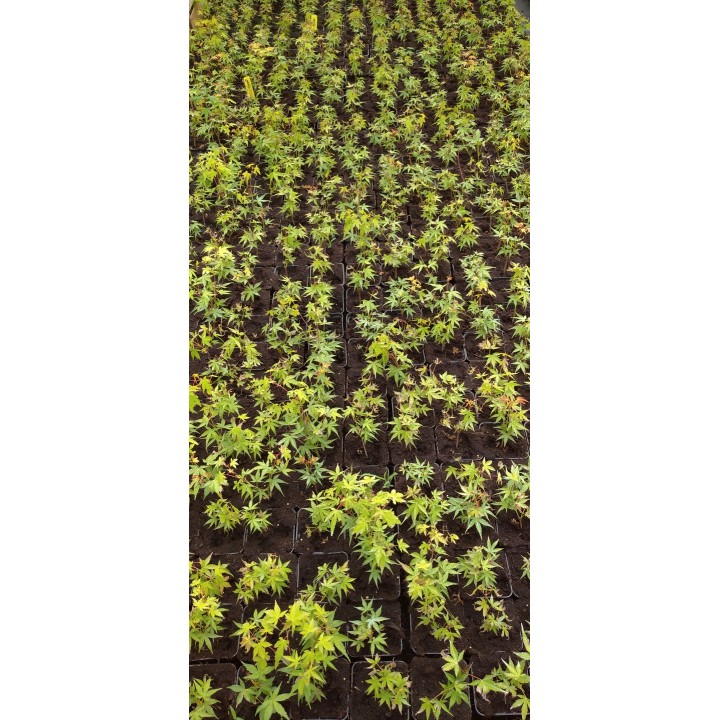 Klon palmowy 'Katsura' – sadzonka o pomarańczowych liściach, idealna do donicy