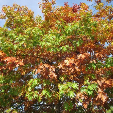 Dąb czerwony Quercus rubra ozdobny szybko rośnie...