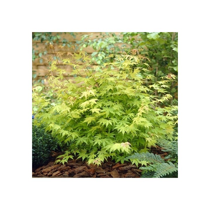 Klon palmowy 'Emerald Lace' – egzotyczna koronka do ogrodu, sadzonka 20–30 cm