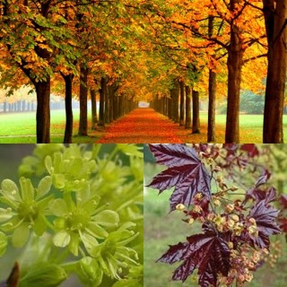 Klon palmowy 'Atropurpureum' P9 – intensywna czerwień, sadzonka 180–250 cm, paszportowany