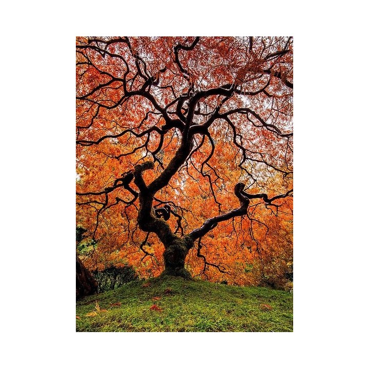 Klon palmowy 'Katsura' – sadzonka o pomarańczowych liściach, idealna do donicy