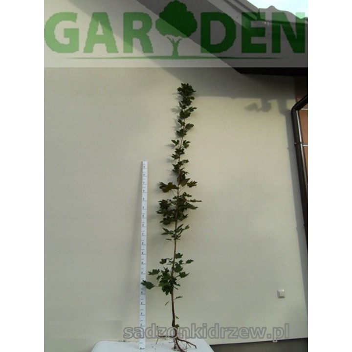 Klon palmowy 'Atropurpureum' P9 – intensywna czerwień, sadzonka 180–250 cm, paszportowany