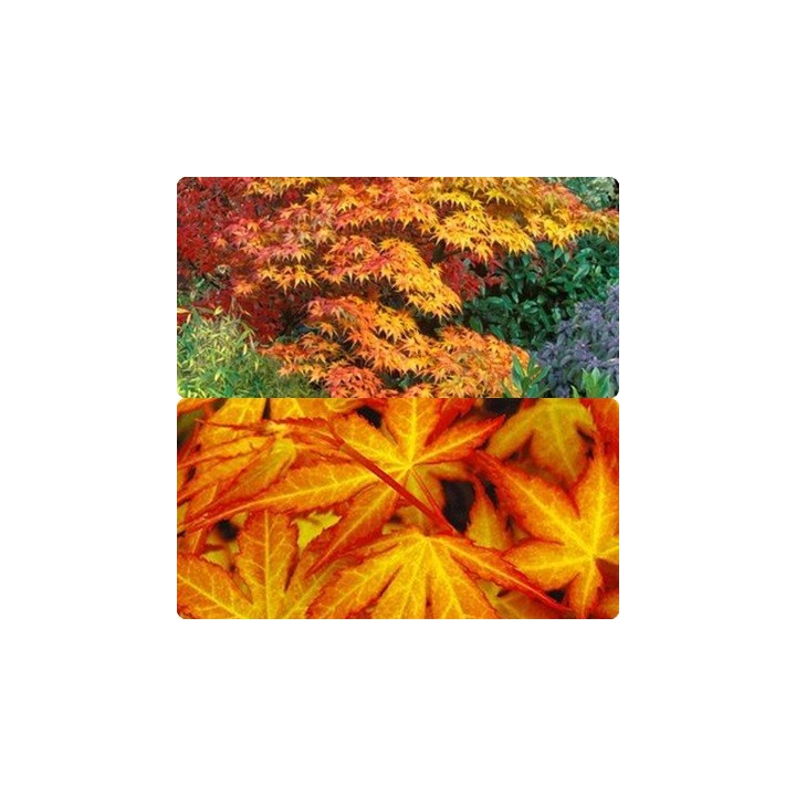 Klon palmowy 'Katsura' – sadzonka o pomarańczowych liściach, idealna do donicy