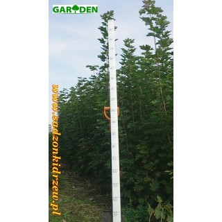 Klon palmowy Atropurpureum 180-250 cm czerwony - SadzonkiDrzew.pl