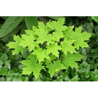 Okazały Klon Zwyczajny Acer platanoides | Pniak 10-12 cm | Wys. 200+ cm | Odbiór osobisty