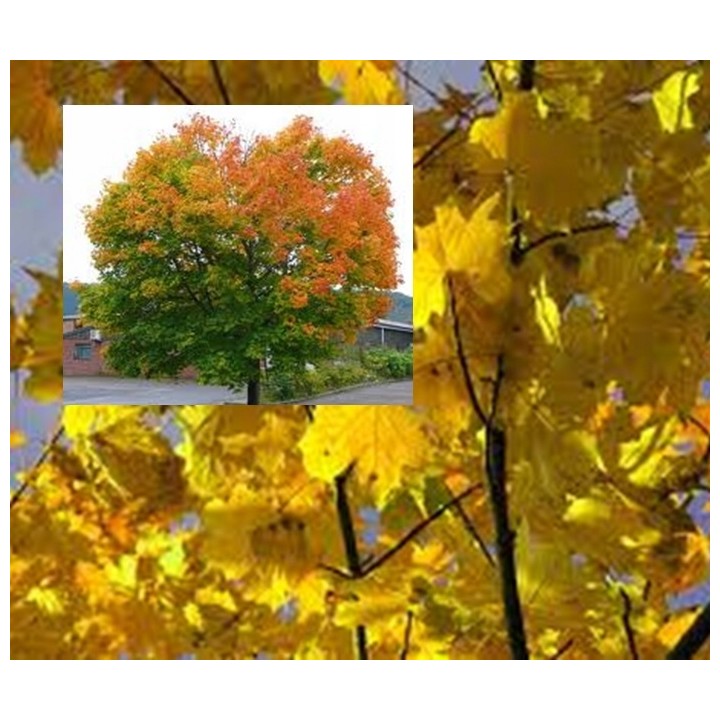 Klon palmowy 'Atropurpureum' P9 – intensywna czerwień, sadzonka 180–250 cm, paszportowany