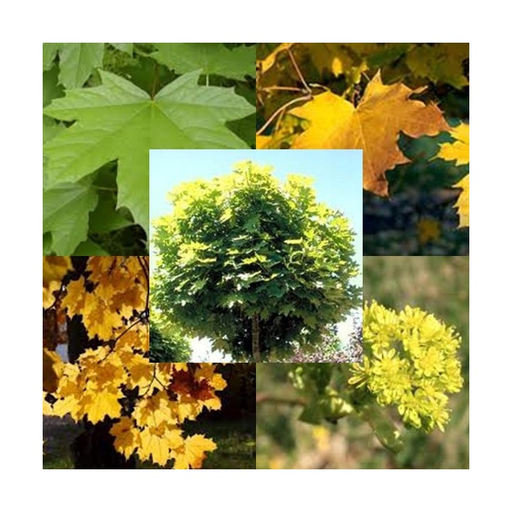 Klon palmowy 'Atropurpureum' P9 – intensywna czerwień, sadzonka 180–250 cm, paszportowany