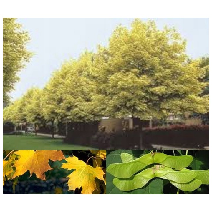 Klon palmowy 'Atropurpureum' P9 – intensywna czerwień, sadzonka 180–250 cm, paszportowany