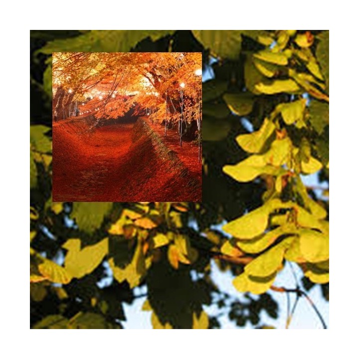 Klon palmowy 'Atropurpureum' P9 – intensywna czerwień, sadzonka 180–250 cm, paszportowany