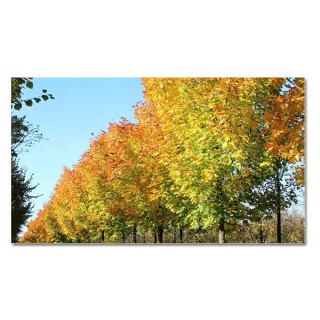 Okazały Klon Zwyczajny Acer platanoides |obw. pnia10-12 cm | Wys. 200+ cm | Odbiór osobisty
