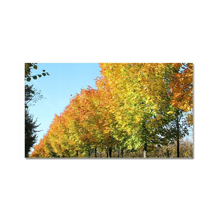 Okazały Klon Zwyczajny Acer platanoides | Pniak 10-12 cm | Wys. 200+ cm | Odbiór osobisty