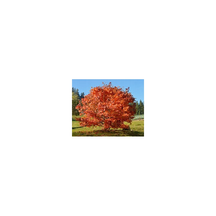 Okazały Klon Zwyczajny Acer platanoides |obw. pnia10-12 cm | Wys. 200+ cm | Odbiór osobisty