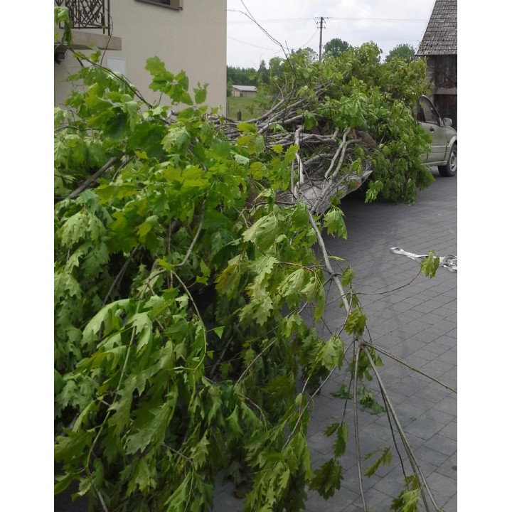 Okazały Klon Zwyczajny Acer platanoides | Pniak 10-12 cm | Wys. 200+ cm | Odbiór osobisty