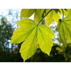 Klon jawor (Acer pseudoplatanus) obwód 6-8 cm, wys. 200-300 cm