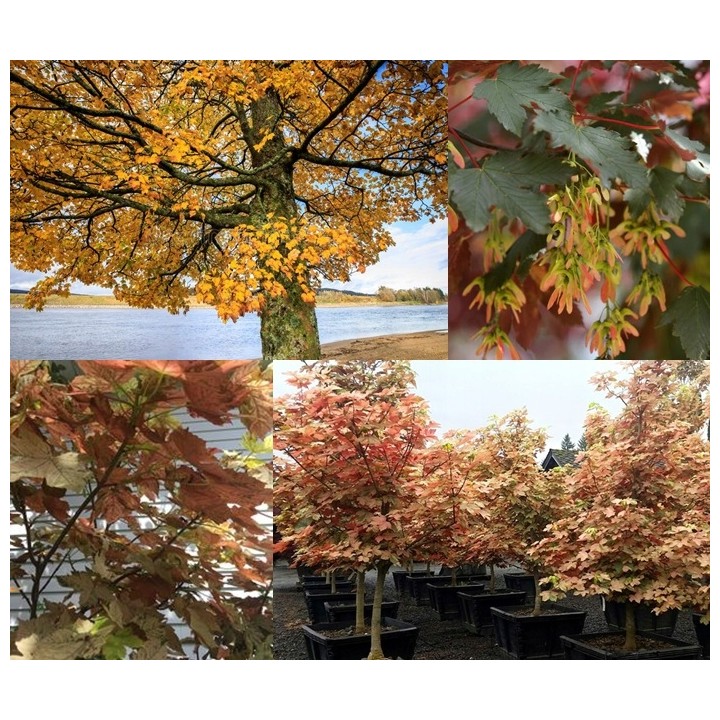 Klon jawor (Acer pseudoplatanus) sadzonka 6–8 cm obwód pnia — okazałe drzewo do ogrodu