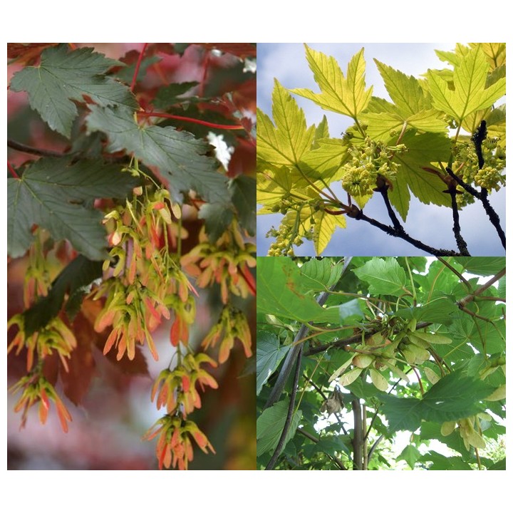 Klon Jawor (Acer pseudoplatanus) – Sadzonka 8–10 cm obwodu, okazały egzemplarz do nasadzeń
