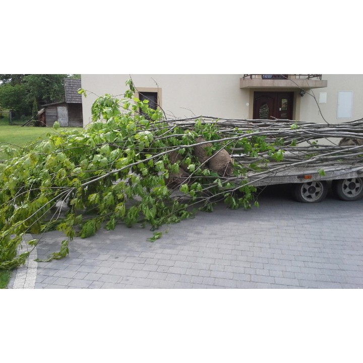 Klon jawor (Acer pseudoplatanus) sadzonka 6–8 cm obwód pnia — okazałe drzewo do ogrodu