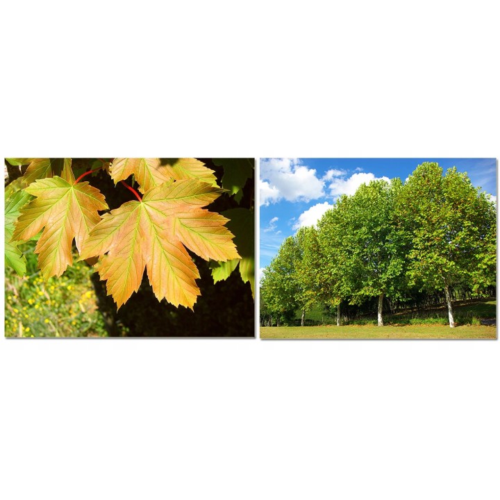 Klon jawor (Acer pseudoplatanus) sadzonka 6–8 cm obwód pnia — okazałe drzewo do ogrodu