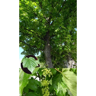 Klon jawor Acer pseudoplatanus – okazała sadzonka 4–6 cm (odbiór osobisty)