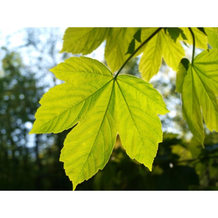 Klon jawor Acer pseudoplatanus – okazała sadzonka 4–6 cm (odbiór osobisty)