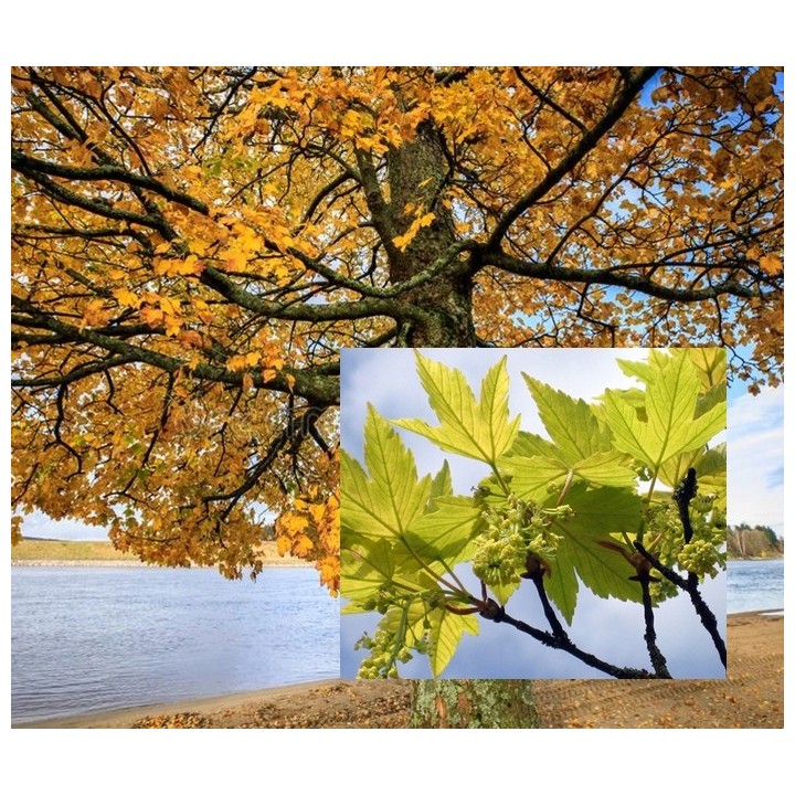 Klon jawor Acer pseudoplatanus – okazała sadzonka 4–6 cm (odbiór osobisty)