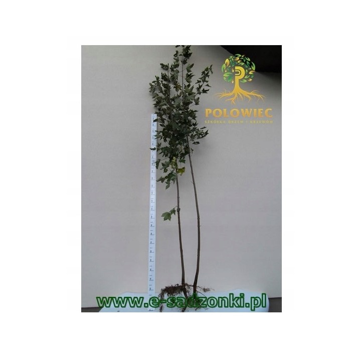 Klon jawor Acer pseudoplatanus – okazała sadzonka 4–6 cm (odbiór osobisty)