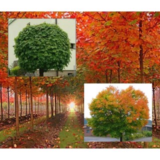 Klon zwyczajny (Acer platanoides) sadzonka 150–200 cm – piękne kolory liści, mocny wzrost