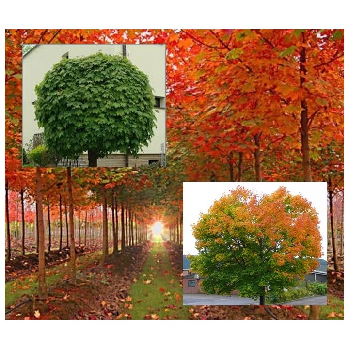 Klon zwyczajny (Acer platanoides) sadzonka 150–200 cm – piękne kolory liści, mocny wzrost