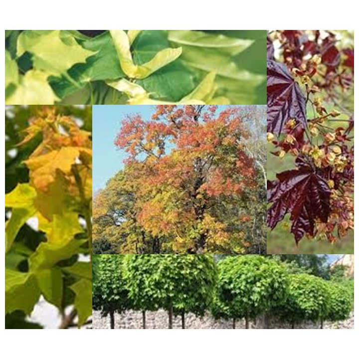 Klon zwyczajny (Acer platanoides) sadzonka 150–200 cm – piękne kolory liści, mocny wzrost