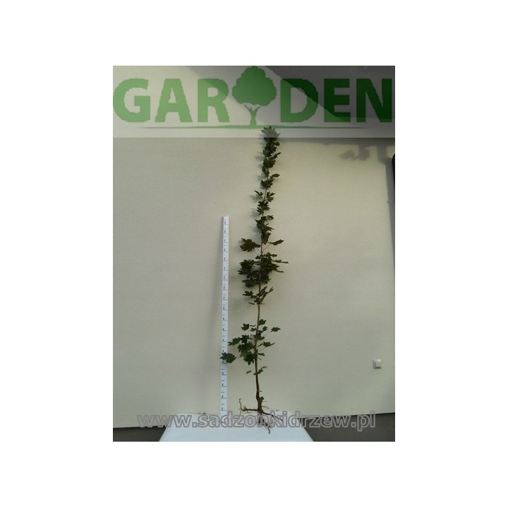 Klon zwyczajny (Acer platanoides) sadzonka 150–200 cm – piękne kolory liści, mocny wzrost