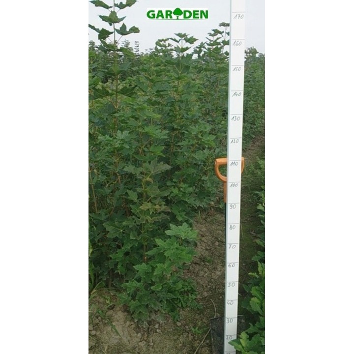 Klon zwyczajny (Acer platanoides) sadzonka 150–200 cm – piękne kolory liści, mocny wzrost