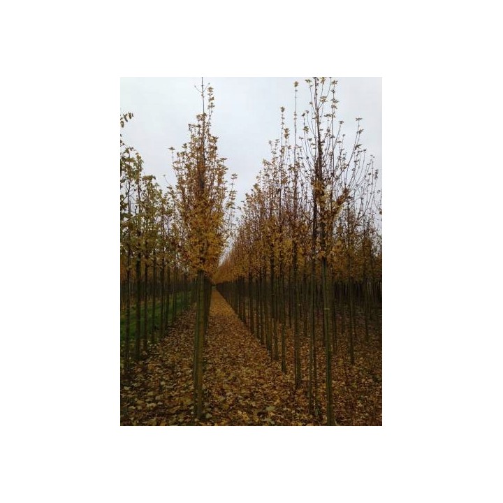 Klon jawor Acer pseudoplatanus – okazała sadzonka 4–6 cm (odbiór osobisty)