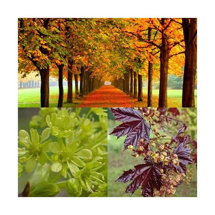 Klon zwyczajny (Acer platanoides) sadzonka 150–200 cm – piękne kolory liści, mocny wzrost