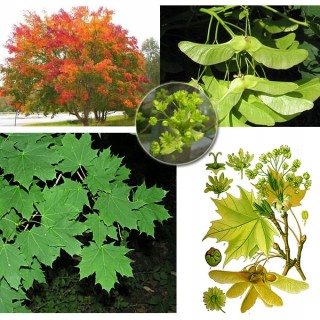 Klon Zwyczajny Acer platanoides 200-300 cm – Sadzonka z gołym korzeniem, 1 szt.